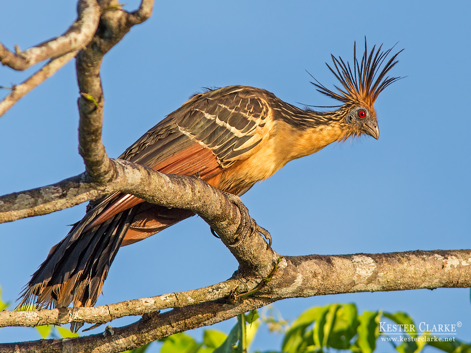 Hoatzin (Opisthocomus hoazin) along the Mahaica River,  Demerara.