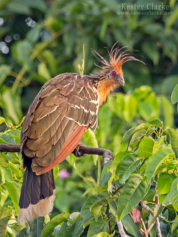 Hoatzin (Opisthocomus hoazin) on the Mahaica River.  National Bird of Guyana.
