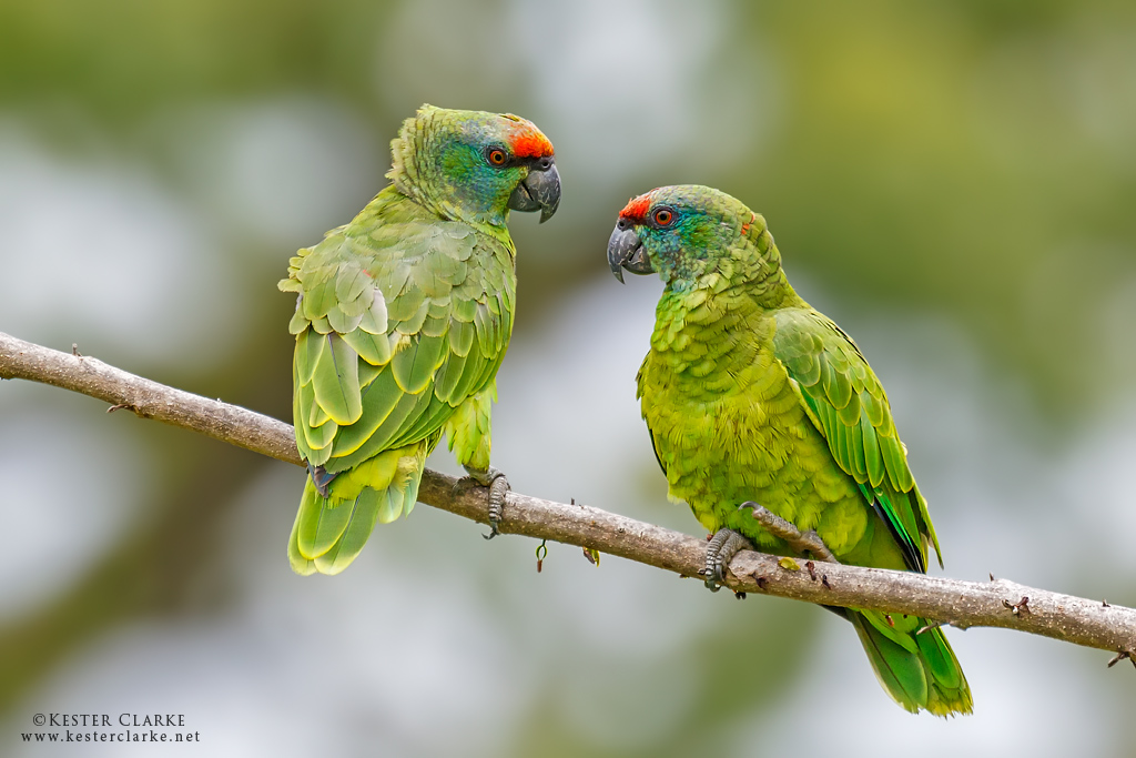 Festive Amazon pair, Botanical Gardens, Georgetown.