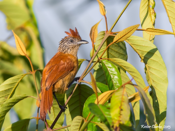 Barred Antshrike (Thamnophilus doliatus), female in Garden of Eden, EBD.