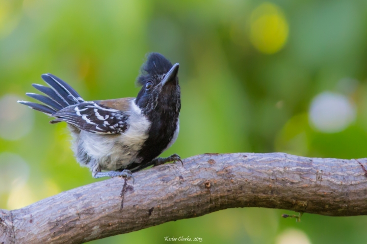 Black-crested Antshrike (Sakesphorus canadensis)