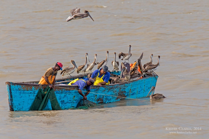 Fishermen checking their nets on the Demerara River with a pod of Brown Pelicans (Pelecanus occidentalis).