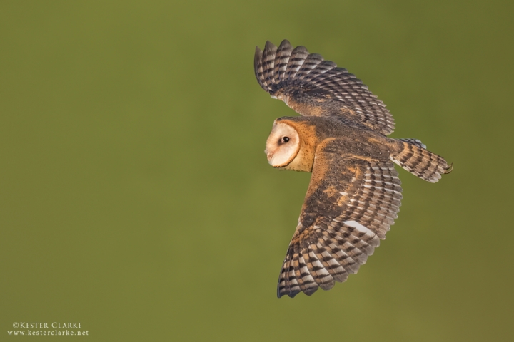 Dorsal view of a Barn Owl (Tyto alba) 