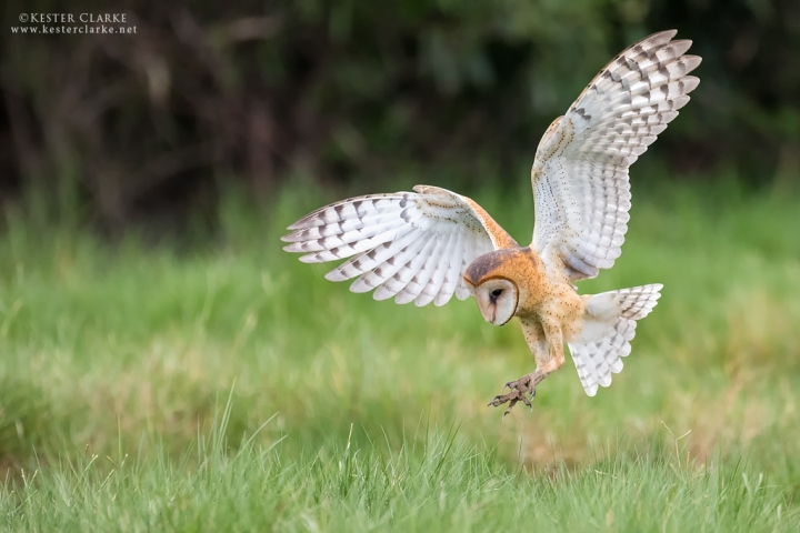 Barn Owl (Tyto alba)  hunting in a field near the Enmore Seawall, Guyana.