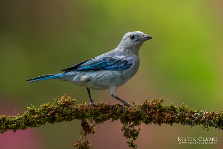 Blue-gray Tanager (Thraupis episcopus), also called the Blue Saki in Georgetown, Guyana.