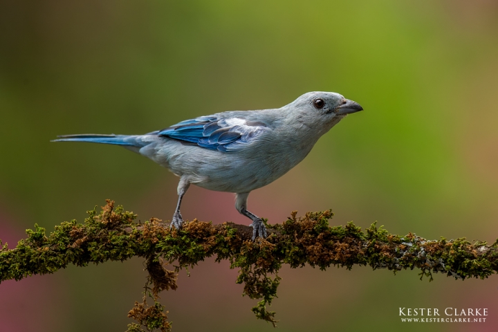 Blue-gray Tanager (Thraupis episcopus), also called the Blue Saki in Georgetown, Guyana.