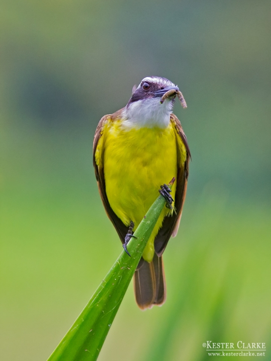 Great Kiskadee (Pitangus sulphuratus) with meal  Botanical Gardens, Georgetown.