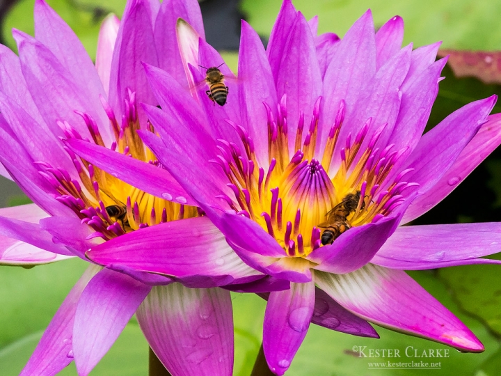 Water Lily (Nymphaea nouchali