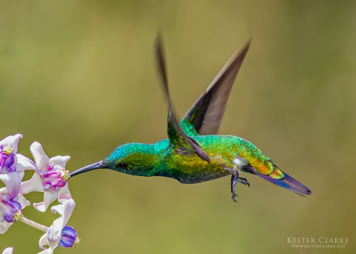 Green-throated Mango hummingbird drinking from a Madar flower (Calotropis gigantea) in Schoon Ord, WBD.