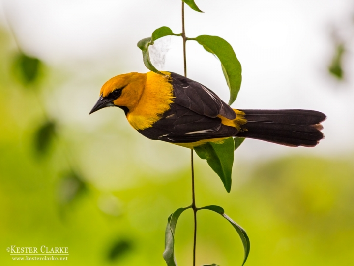 Yellow Oriole (Icterus nigrogularis) in the Botanical Gardens, Georgetown.