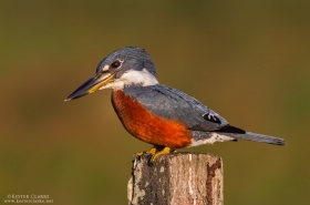 Kingfishers