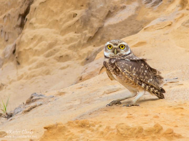 Burrowing Owl (Athene cunicularia) near the Linden/Soesdyke Highway.