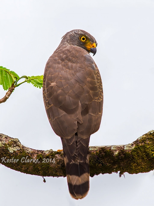 Roadside Hawk