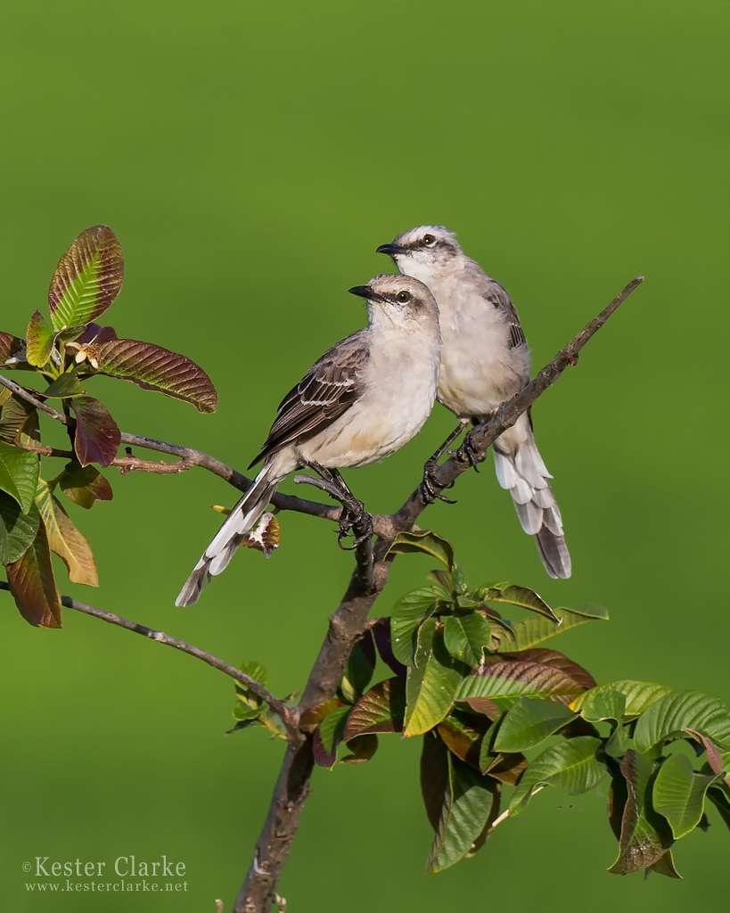 A pair of Tropical Mockingbird (Mimus gilvus) in Drill, Mahaicony.