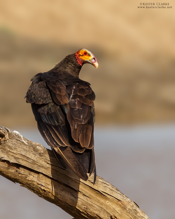 Lesser Yellow-headed Vulture (Cathartes burrovianus) in Abary, Mahaica-Berbice.