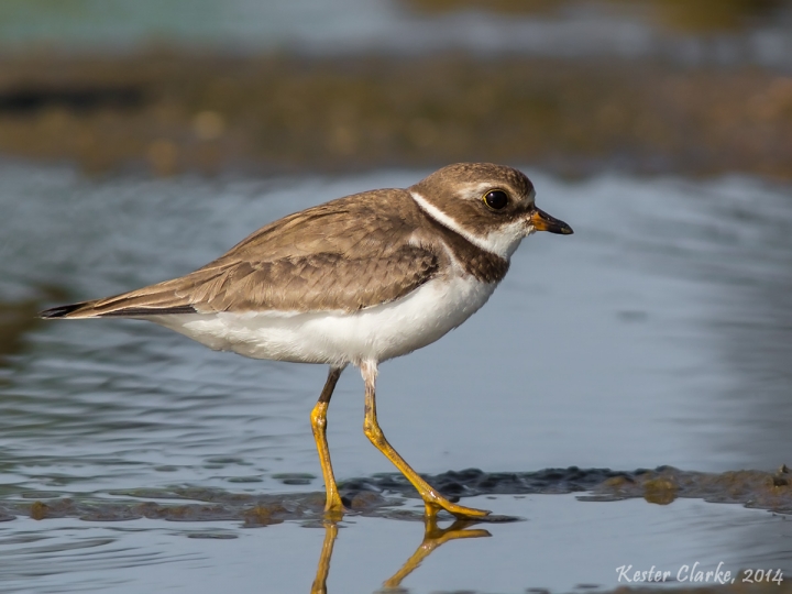 Semipalmated Plover