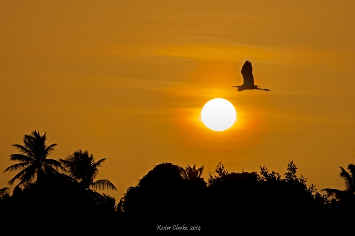 Great Egret in flight, silhouetted 