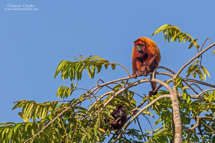 Guianan Red Howler (Alouatta macconnelli) sitting at the top of canopy along the Mahaica River.