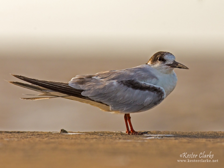 Common Tern (Sterna hirundo) on the Kingston Jetty in Georgetown, Guyana.