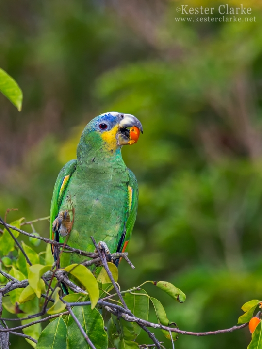 Orange-winged Amazon (Amazona amazonica) in the Botanical Gardens, Georgetown.