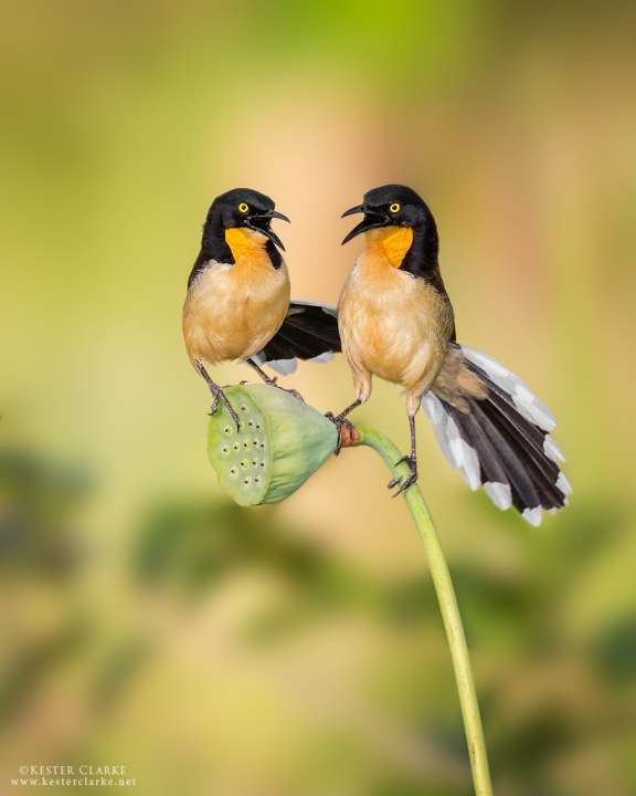 A pair of Black-Capped Donacobius doing their morning duet in the Botanical Gardens,  Georgetown.