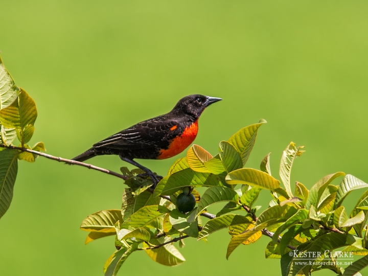 Red-breasted Blackbird (Sturnella militaris) in Queenstown, Pomeroon-Supenaam, Guyana.