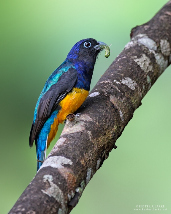 Green backed trogon