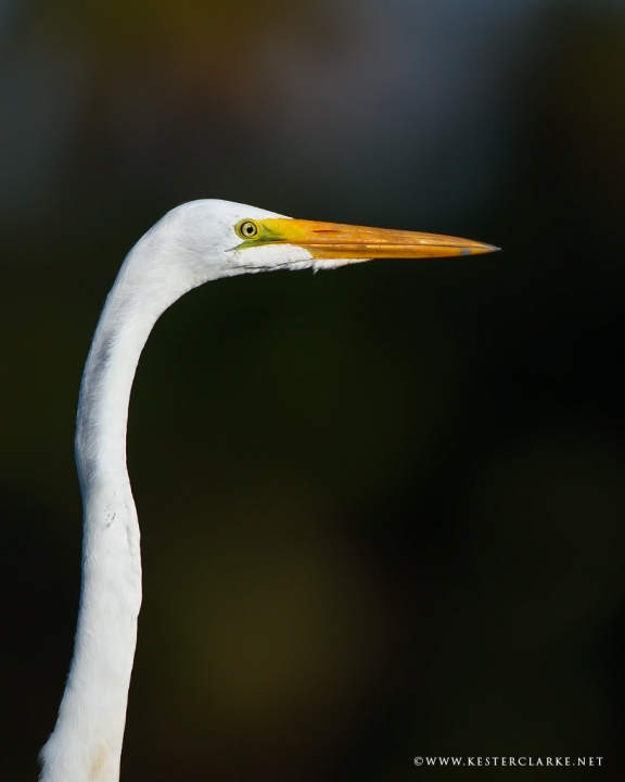 Great egret (Ardea alba) portrait taken in Mahaicony, Guyana.