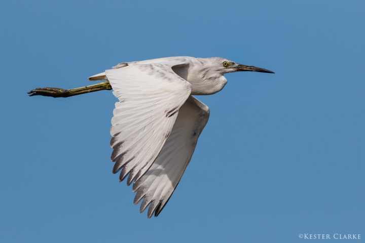 An immature Little Blue Heron (Egretta caerulea) at the Ogle Seawall, Guyana.