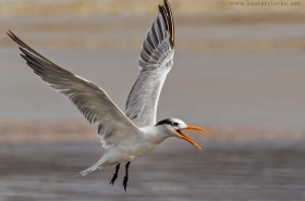 Gulls, Terns & Skimmers