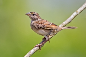 Sparrows