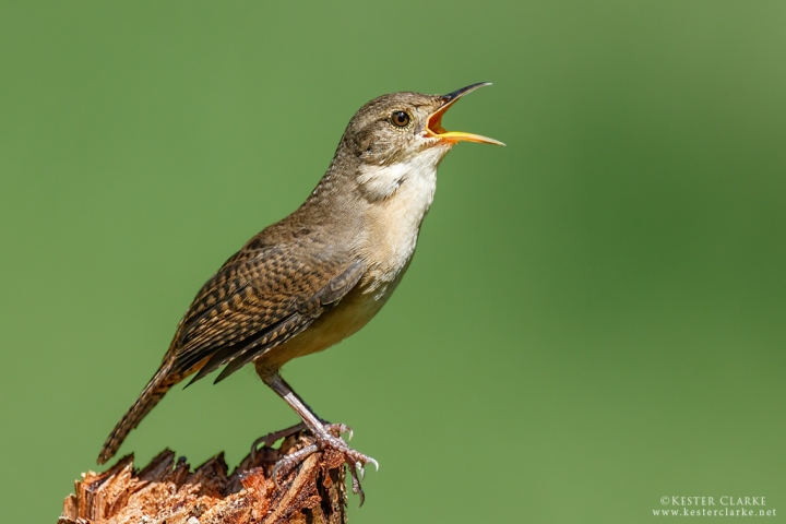 Southern House Wren (Troglodytes musculus) perched and signing in the Botanical Gardens, Georgetown.