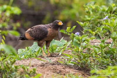 Rufous Crab-hawk