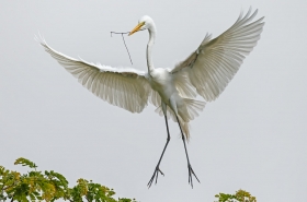 Egrets, Herons, Storks & Ibises