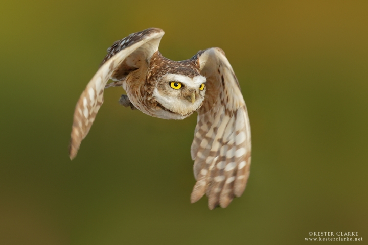 Burrowing Owl in Flight, Kuru Kururu, Guyana.