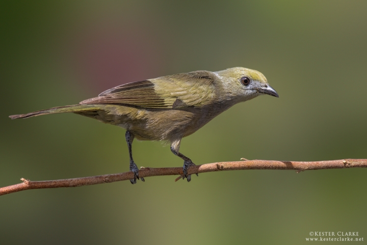 Palm Tanager