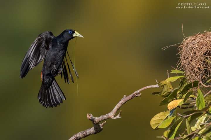 Red-rumped Cacique returning to nest with building material at a colony near Hauraruni Creek, Soesdyke/Linden Highway, Guyana.