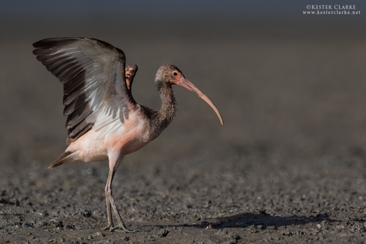 Immature Scarlet Ibis does wing flap after preening. Ogle mudflats, Guyana.