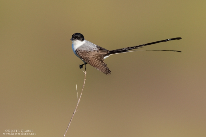 Fork-tailed Flycatcher.  Kuru Kururu, Guyana.