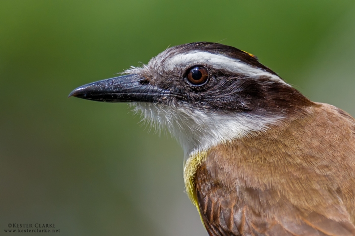 Great Kiskadee Portrait, Georgetown