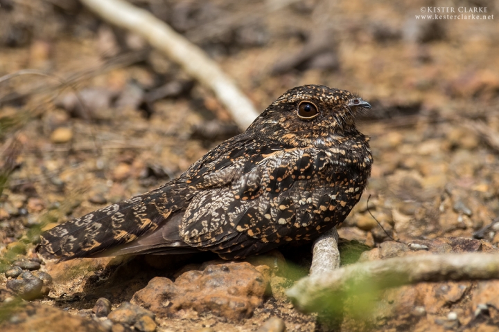 Blackish Nightjar