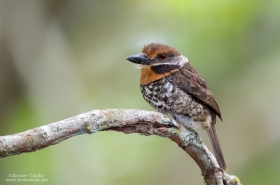 Puffbirds