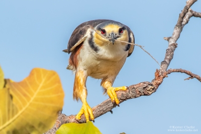 Pearl Kite