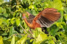 Birds of Guyana