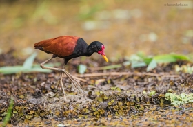 Jacanas