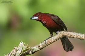 Tanagers