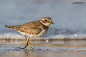 Plovers, Lapwings & Stilts
