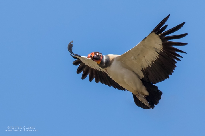 King Vulture, Karasabai, Guyana.