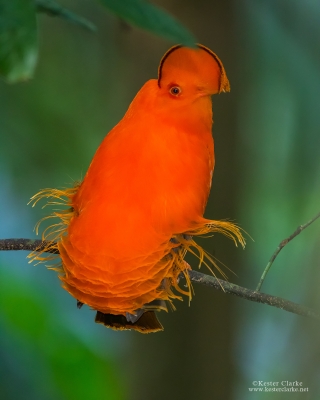 Guianan Cock-of-the-rock