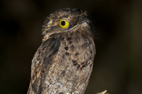 Oilbird, Nightjars & Potoos